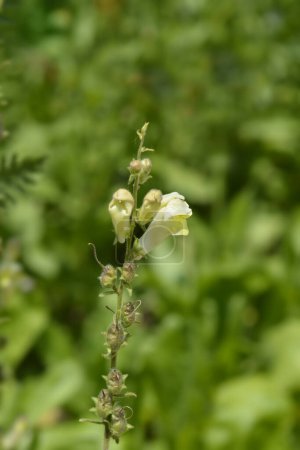 Photo for Spanish Snapdragon flowers - Latin name - Antirrhinum braun-blanquetii - Royalty Free Image