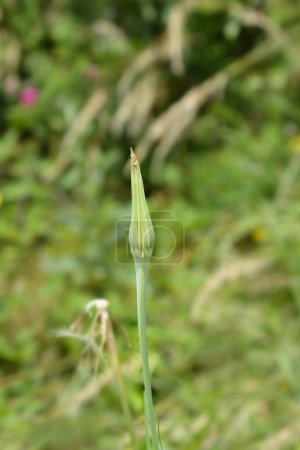 Photo for Common salsify seed head - Latin name - Tragopogon porrifolius - Royalty Free Image
