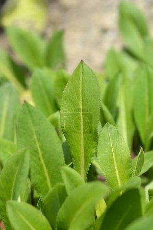 Foto de Flor de lana hojas verdes - Nombre latino - Persicaria affinis - Imagen libre de derechos