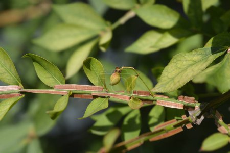 Foto de Ardiente rama de Bush con semilla - Nombre latino - Euonymus alatus - Imagen libre de derechos