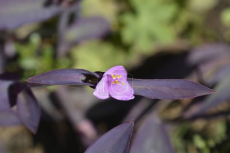 Photo for Purple heart flower - Latin name - Tradescantia pallida - Royalty Free Image