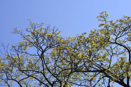 Ahornzweige mit Blüten vor blauem Himmel - lateinischer Name - Acer platanoides