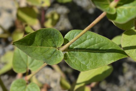 Photo for Sweet four oclock leaves - Latin name - Mirabilis longiflora - Royalty Free Image