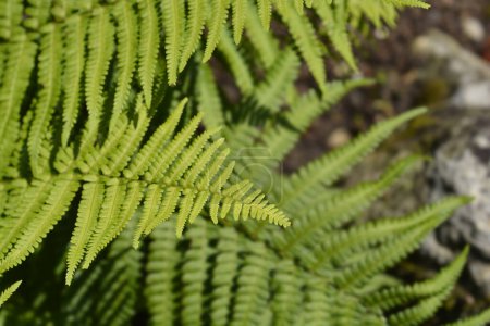 Common male fern leaves - Latin name - Dryopteris filix-mas