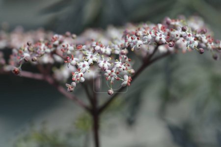 Téléchargez les photos : Fleurs de sureau noir - Nom latin - Sambucus nigra Dentelle noire - en image libre de droit