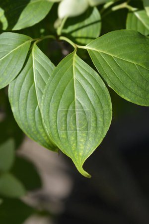 Flowering dogwood leaves - Latin name - Cornus kousa China Girl