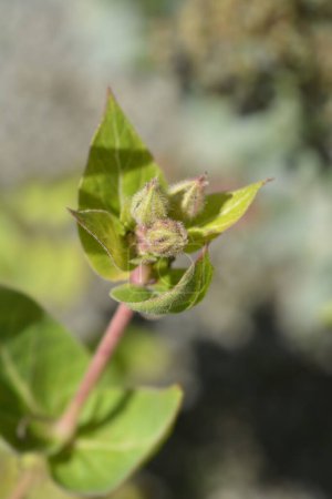 Sweet four oclock flower buds - Latin name - Mirabilis longiflora