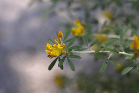 Photo for Austrian clustered broom yellow flowers - Latin name - Cytisus austriacu - Royalty Free Image