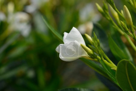 Common oleander white flowers - Latin name - Nerium oleander