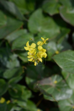 Téléchargez les photos : Chapeau épiscopal fleurs - Nom latin - Epimedium alpinum - en image libre de droit