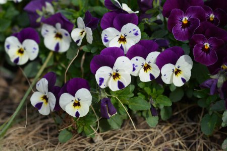 Horned violet white and purple flowers - Latin name - Viola cornuta