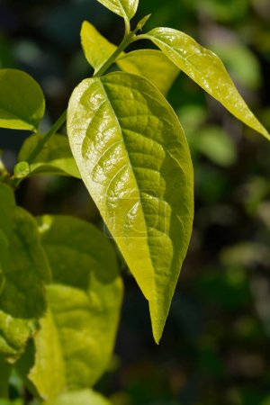 Wintersüßer Zweig mit grünen Blättern - lateinischer Name - Chimonanthus praecox