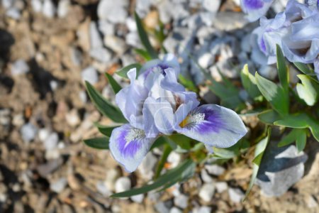 Miniature dwarf bearded iris flowers - Latin name - Iris Bonnie Babe