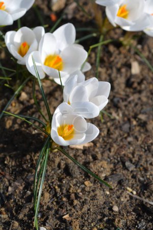 Neige Crocus Ard Schenk fleurs - Nom latin - Crocus chrysanthus Ard Schenk