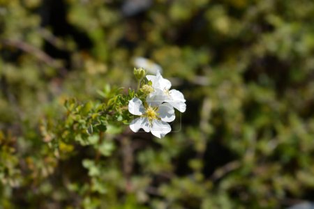 Shrubby Cinquefoil white flower - Latin name - Potentilla fruticosa Abbotswood