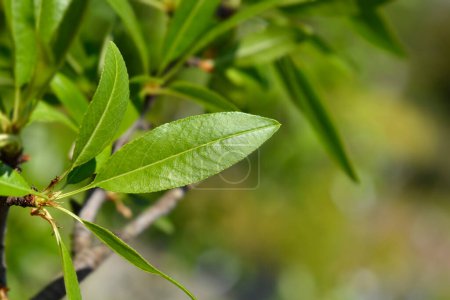 Almond tree branch with green leaves  - Latin name - Prunus dulcis
