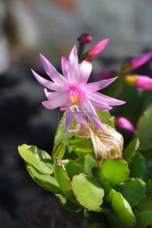 Easter cactus with pink flower