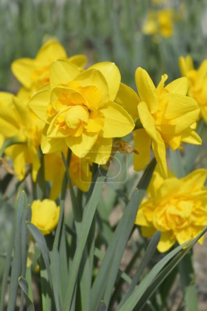 Flores amarillas narcisas dobles - Nombre latino - Narcissus Double Power