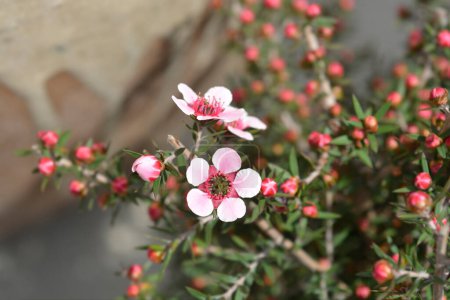Tea Tree cultivar pink flowers - Latin name - Leptospermum scoparium