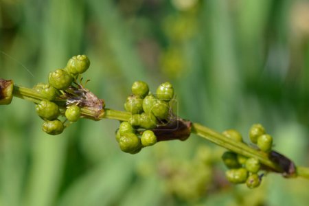 Téléchargez les photos : Herbe jaune pâle - Nom latin - Sisyrinchium striatum - en image libre de droit