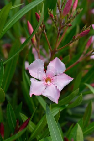 Common oleander pink flowers - Latin name - Nerium oleander