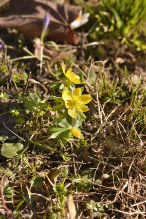 Fleurs jaunes d'aconite d'hiver - Nom latin - Eranthis hyemalis