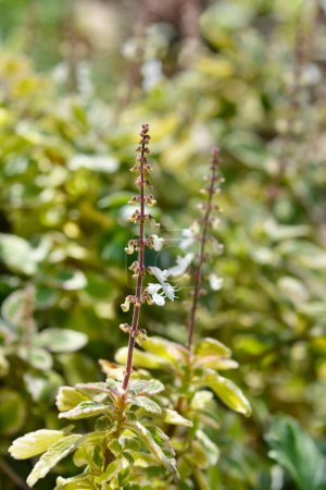 Photo for Swedish ivy Marginatus flowers - Latin name - Plectranthus forsteri Marginatus - Royalty Free Image