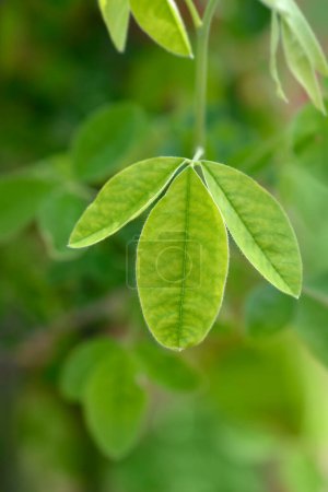 Common laburnum leaves - Latin name - Laburnum anagyroides