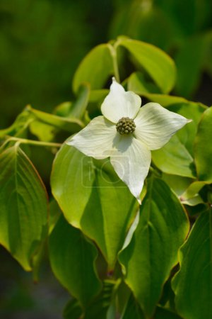 Flowering dogwood branch wtih flower - Latin name - Cornus kousa