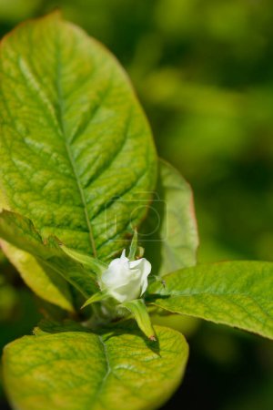 Common medlar branch with flower bud - Latin name - Mespilus germanica