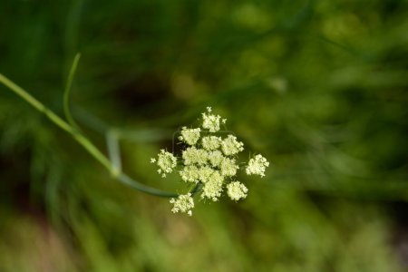 Narrow-leaved water-dropwort flowers - Latin name - Oenanthe silaifolia