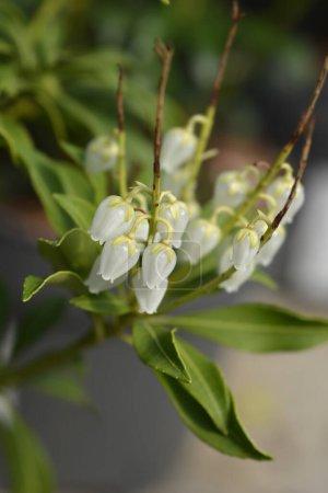Pieris japonais fleurs blanches - Nom latin - Pieris japonica Pureté