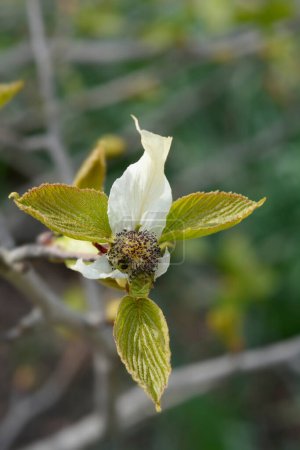 Handkerchief tree branch with flower - Latin name - Davidia involucrata var. Vilmoriniana
