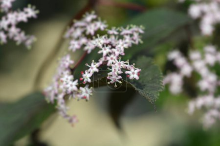 Téléchargez les photos : Fleurs de sureau noir - Nom latin - Sambucus nigra Black Beauty - en image libre de droit