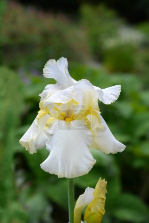 Tall bearded iris flower - Latin name - Iris barbata elatior Country Manor