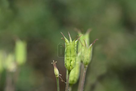 Photo for Common columbine seed pods - Latin name - Aquilegia vulgaris - Royalty Free Image