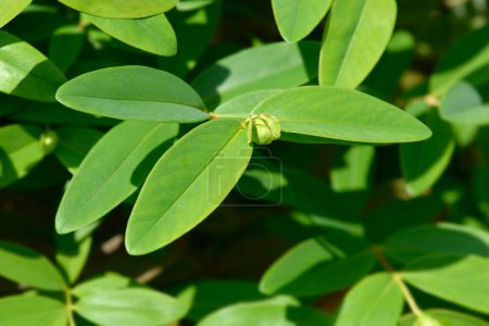 Aarons beard branch with flower bud and green leaves - Latin name - Hypericum calycinum
