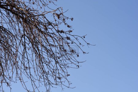 Weiße Eschenzweige gegen blauen Himmel im Winter - lateinischer Name - Fraxinus americana