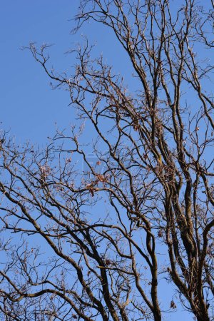 Foto de Ramas de roble inglés con hojas y brotes secos en invierno - Nombre latino - Quercus robur Fastigiata - Imagen libre de derechos