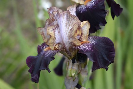 Tall bearded iris flower - Latin name - Iris barbata elatior Action Packed