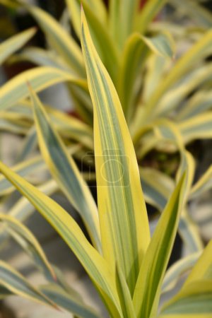 Variegated Spanish dagger leaves - Latin name - Yucca gloriosa Variegata