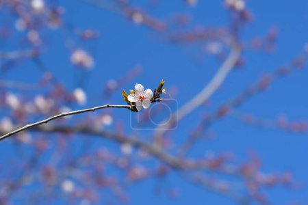 Rama de ciruelo cereza negra con flores - Nombre latino - Prunus cerasifera Nigra
