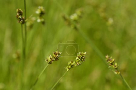 carex moucheté - Nom latin - Carex muricata