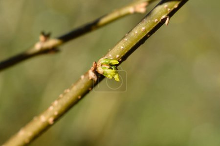 Forsythia branch with flower buds - Latin name - Forsythia x intermedia