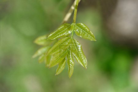 Turpentine tree new leaves - Latin name - Pistacia terebinthus
