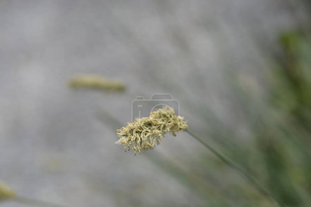 Balkan moor grass flower - Latin name - Sesleria robusta