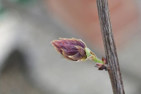Téléchargez les photos : Bourgeons floraux de glycine soyeux - Nom latin - Wisteria brachybotrys Showa-Beni - en image libre de droit