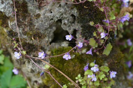 Foto de Kenilworth Ivy flores pequeñas - Nombre latino - Cymbalaria muralis - Imagen libre de derechos