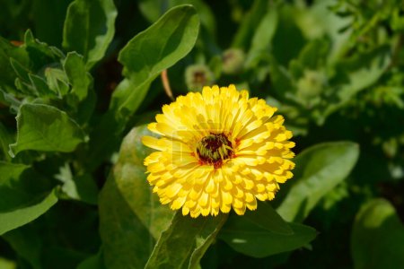 Souci de jardin fleur jaune - Nom latin - Calendula officinalis Bon Bon