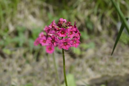 Japanische Primel - lateinischer Name - Primula japonica Millers Crimson
